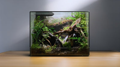 A stunning large glass terrarium filled with vibrant ferns and mosses, placed in a contemporary living room, adding natural elegance to the decor